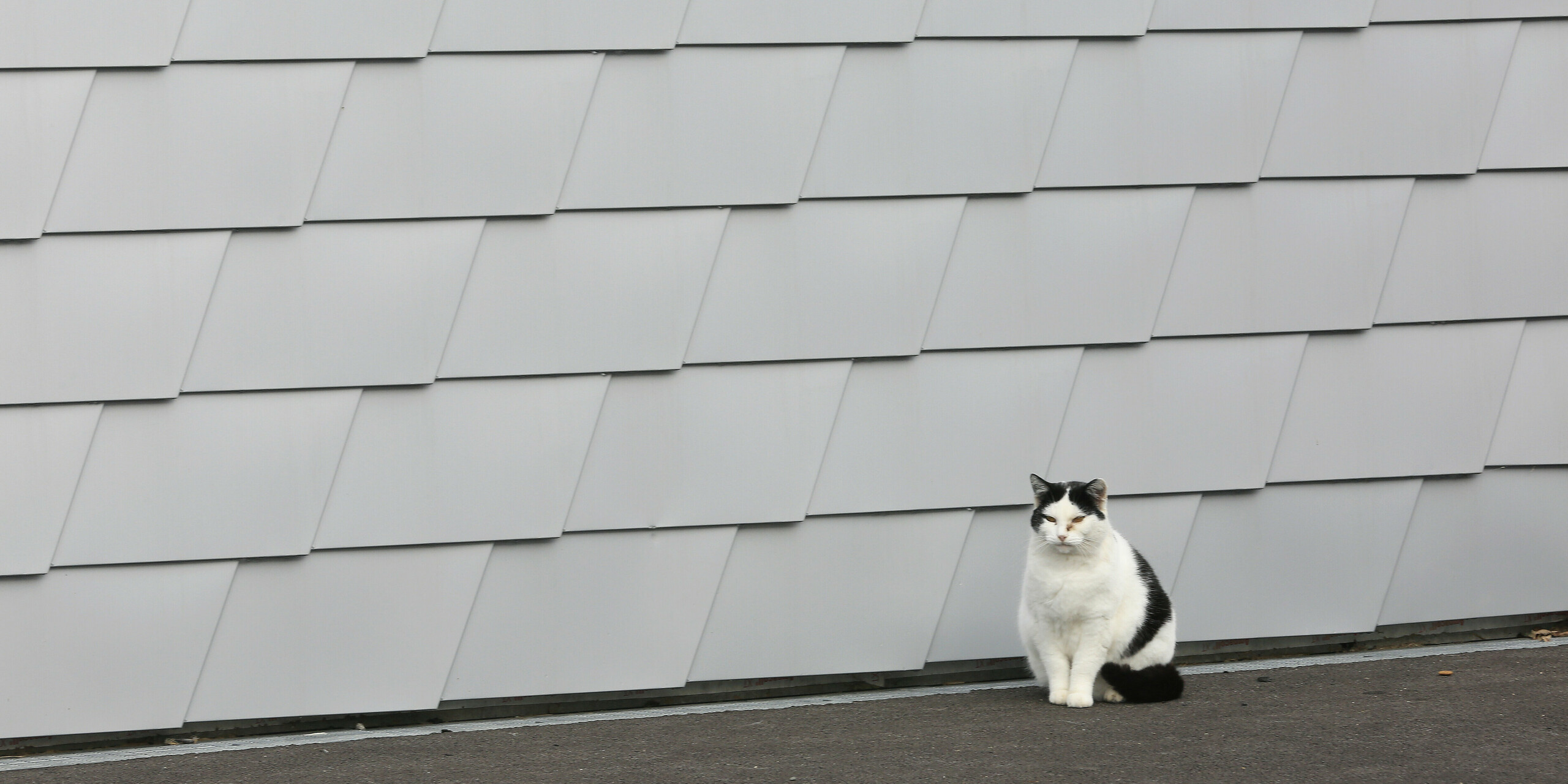 Un chat est assis devant le refuge animalier de Mulhouse. En arrière-plan, vous pouvez voir la façade PREFA composée de bardeaux de couleur argent métallisé.